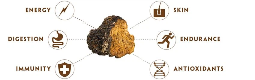 chaga mushroom extract powder