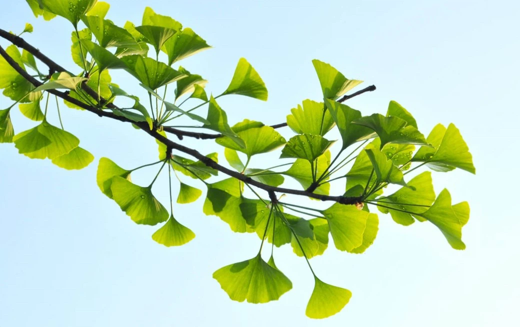 Ginkgo powder Ginkgo powder
